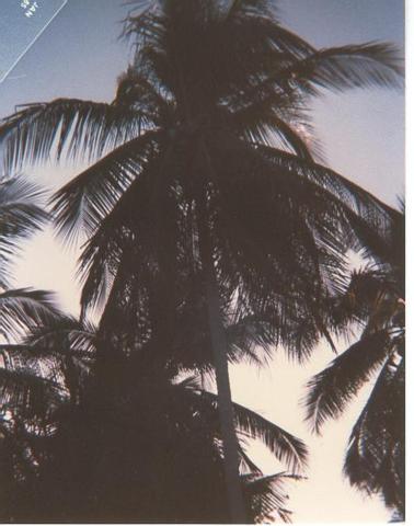Monkey picking coconuts.jpg